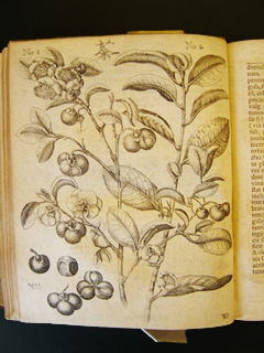 The planten illustreret i Engelbert Kämpfers bog - se nedenfor